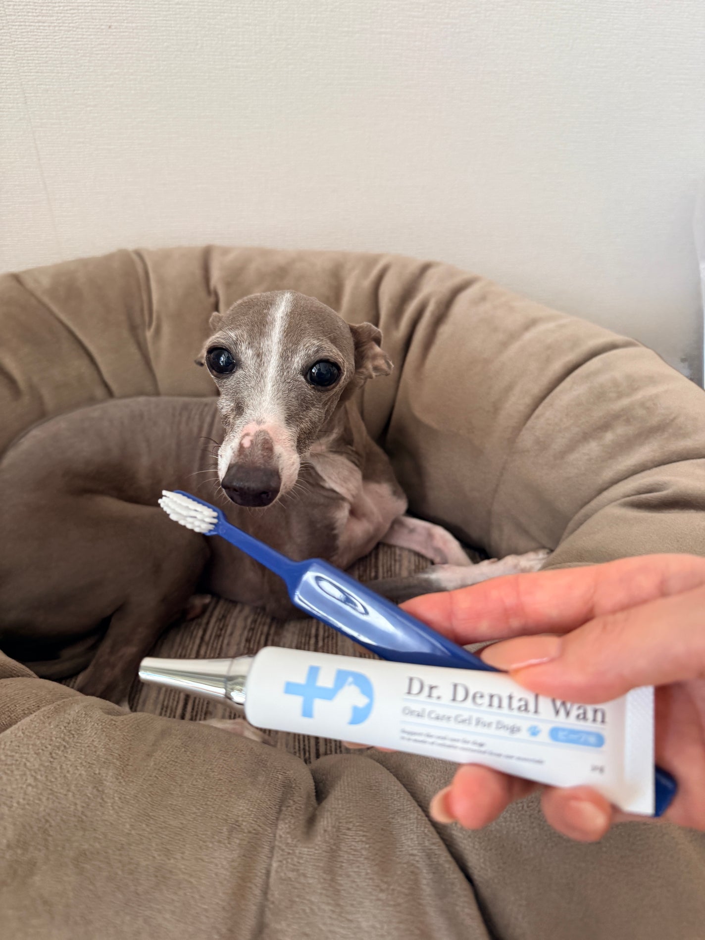 ドクターデンタルワン/サンテミナ/その他オーラルケアを使ったクチコミ(2枚目)