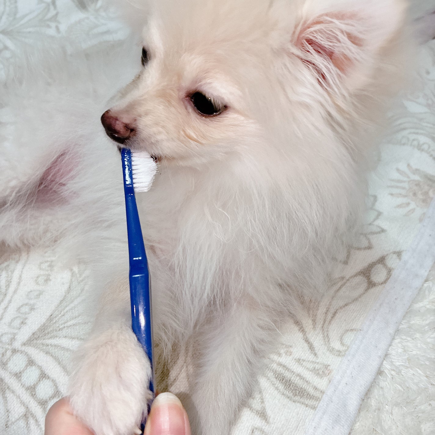 ドクターデンタルワン/サンテミナ/その他オーラルケアを使ったクチコミ(4枚目)