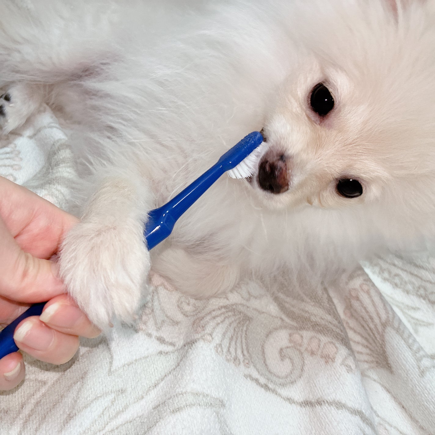 ドクターデンタルワン/サンテミナ/その他オーラルケアを使ったクチコミ(1枚目)