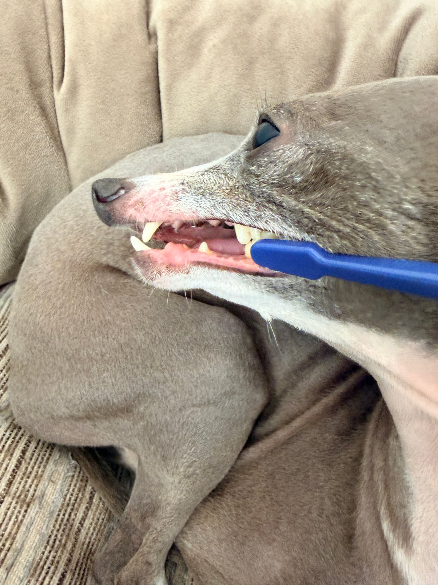 ドクターデンタルワン/サンテミナ/その他オーラルケアを使ったクチコミ(5枚目)