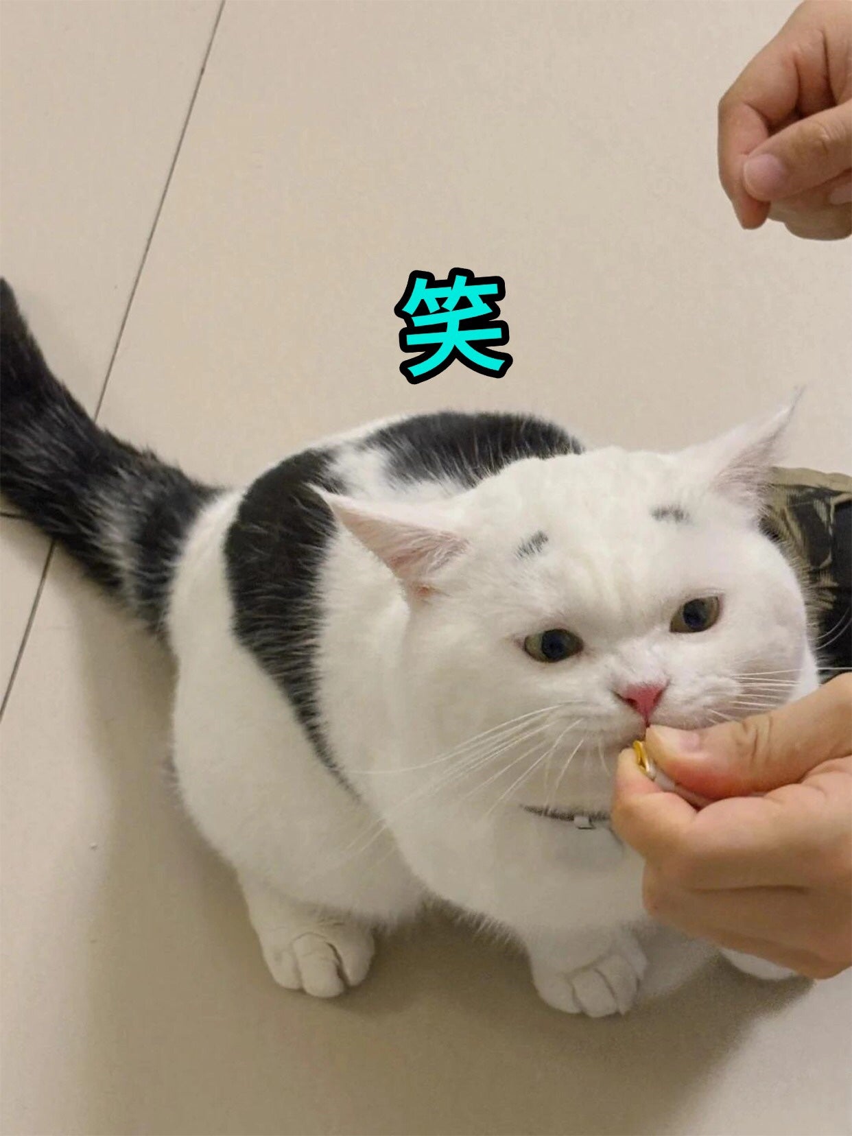 アネトス バランシング トリートメントクリーム/Anetos/フェイスクリームを使ったクチコミ(4枚目)