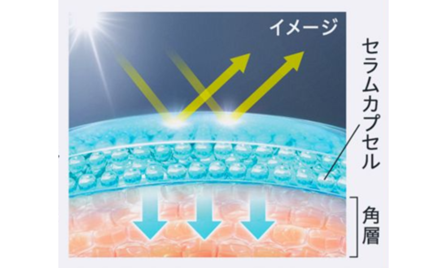 Curélから「角層深部バリア美容液」と「スキンリペアUVセラム」が登場の画像