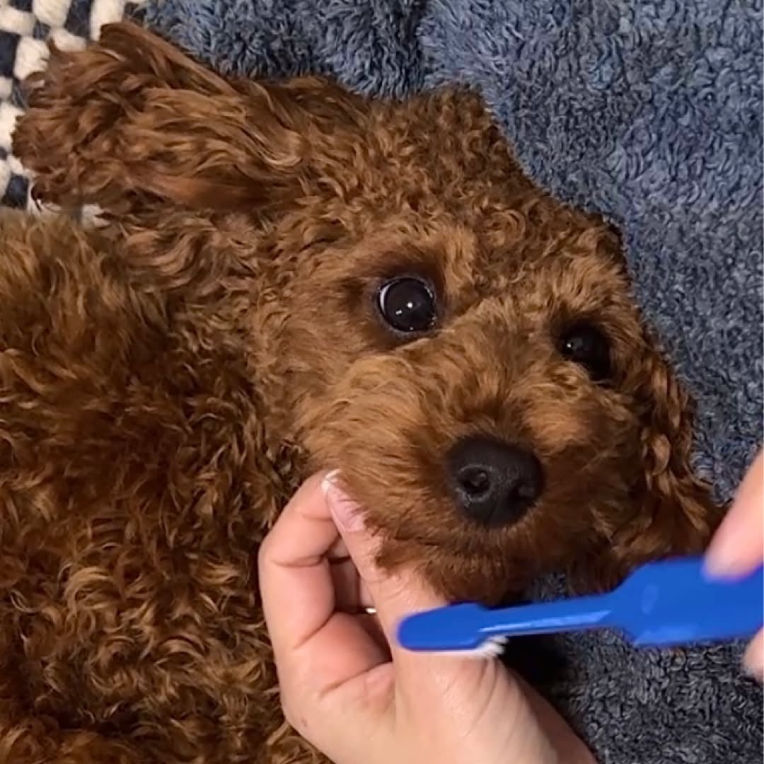 shon_pocket on LIPS 「#PRじろうの歯みがき、手こずってたけど…これは続けられそう👏..」(2枚目)