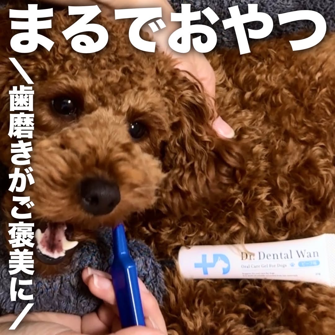 shon_pocket on LIPS 「#PRじろうの歯みがき、手こずってたけど…これは続けられそう👏..」(1枚目)