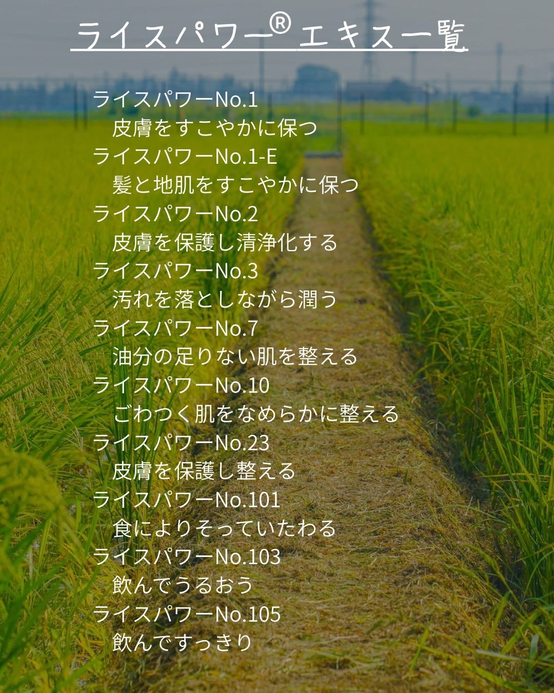 elan_lotus on LIPS 「勇心酒造さんの体験会に参加してきました🌾🍶美容オタクの間で1番..」(5枚目)