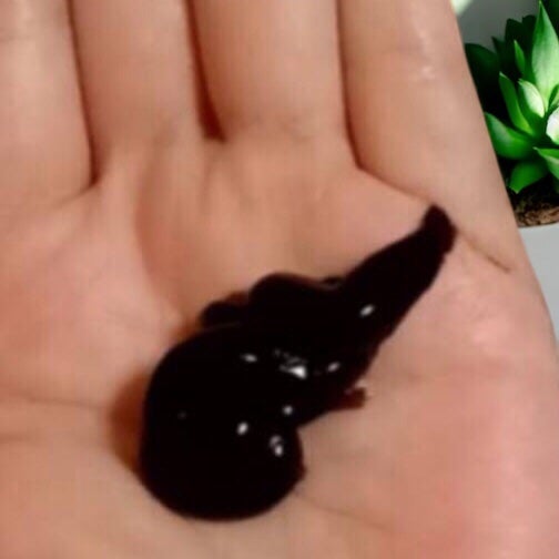 ウエラトーン エッセンスイン カラートリートメント/ウエラ/ヘアカラーを使ったクチコミ(2枚目)