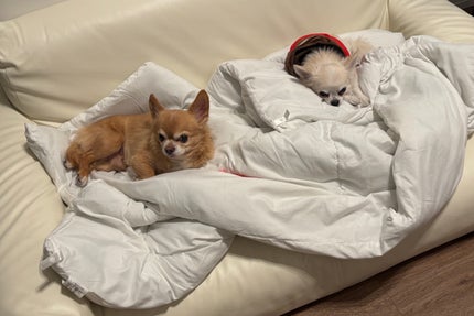 loa the oil/LOA The Oil/ヘアオイルを使ったクチコミ(5枚目)