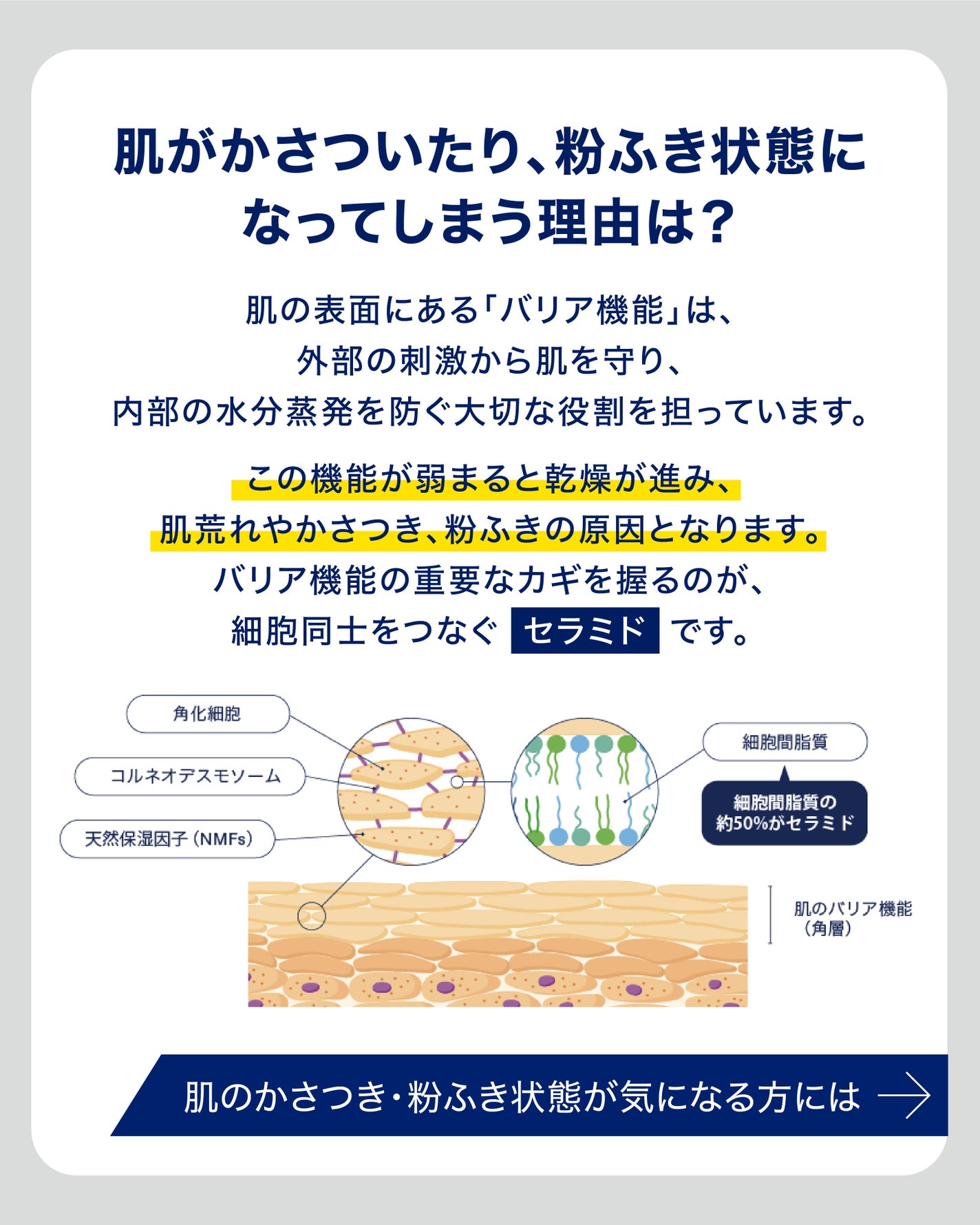 セタフィル セラリペアローション/セタフィル/ボディローションを使ったクチコミ(2枚目)