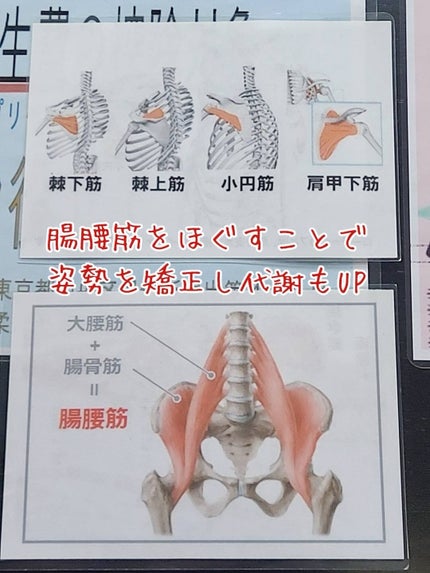 青山ニナ@コスメコンシェルジュインストラクター on LIPS 「↑はコア整体1回だけの施術でも背中がかなりほぐれて、可動域がこ..」(4枚目)