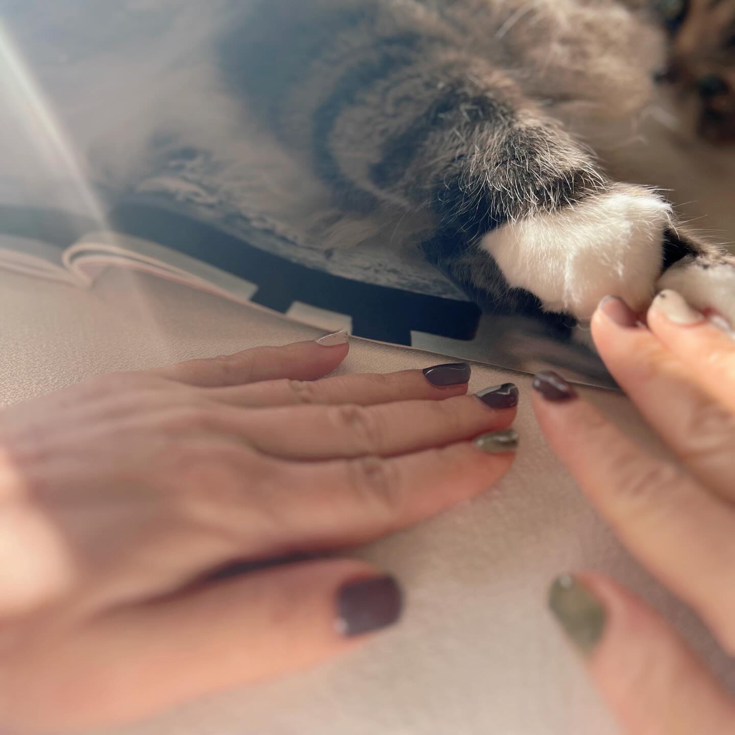 フィットフィックスジェルネイル/esshimo/ネイルシールを使ったクチコミ（1枚目）