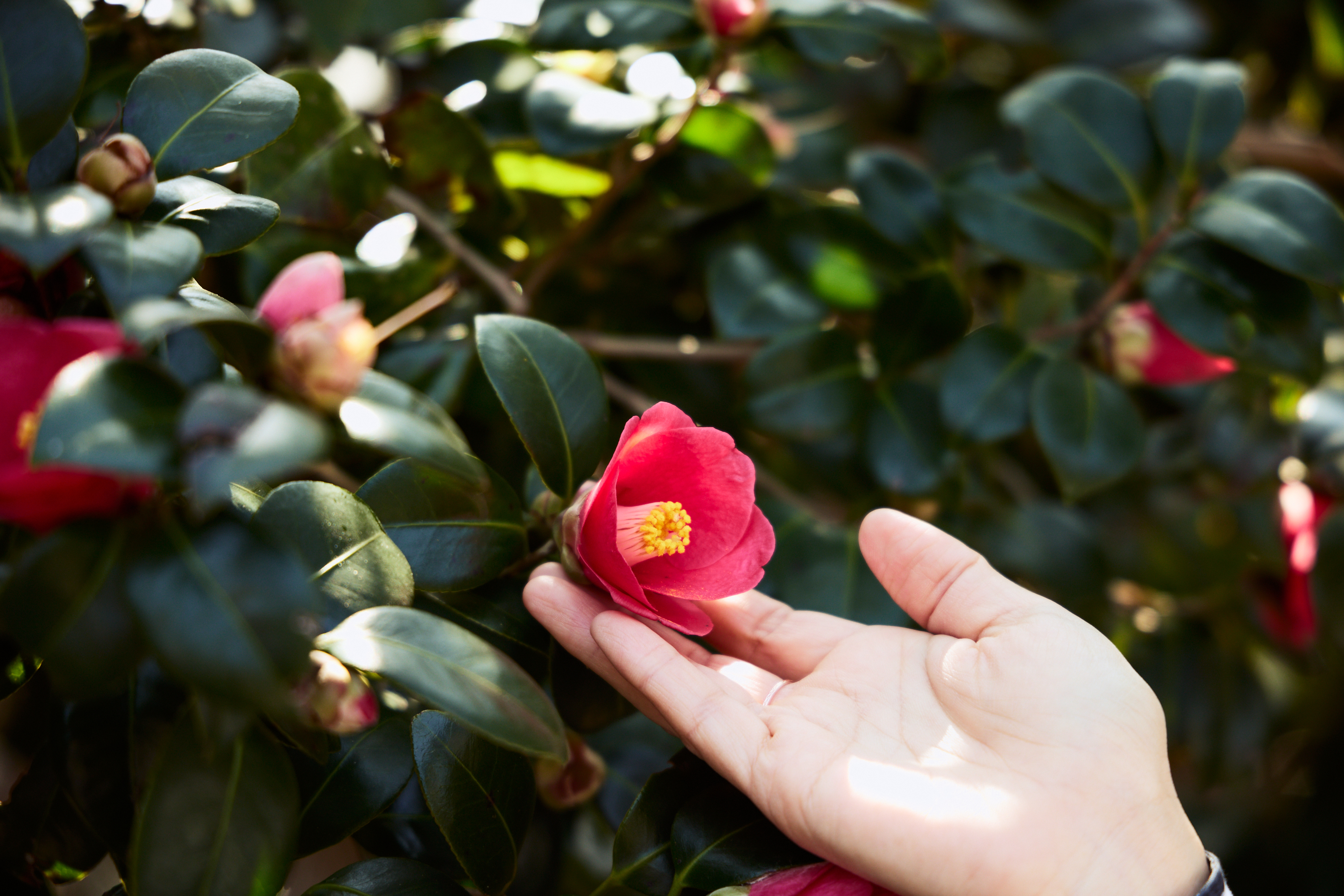 日本版コスメティックバレー？“日本一コスメビジネスがしやすい都市”を目指す佐賀県の挑戦の画像