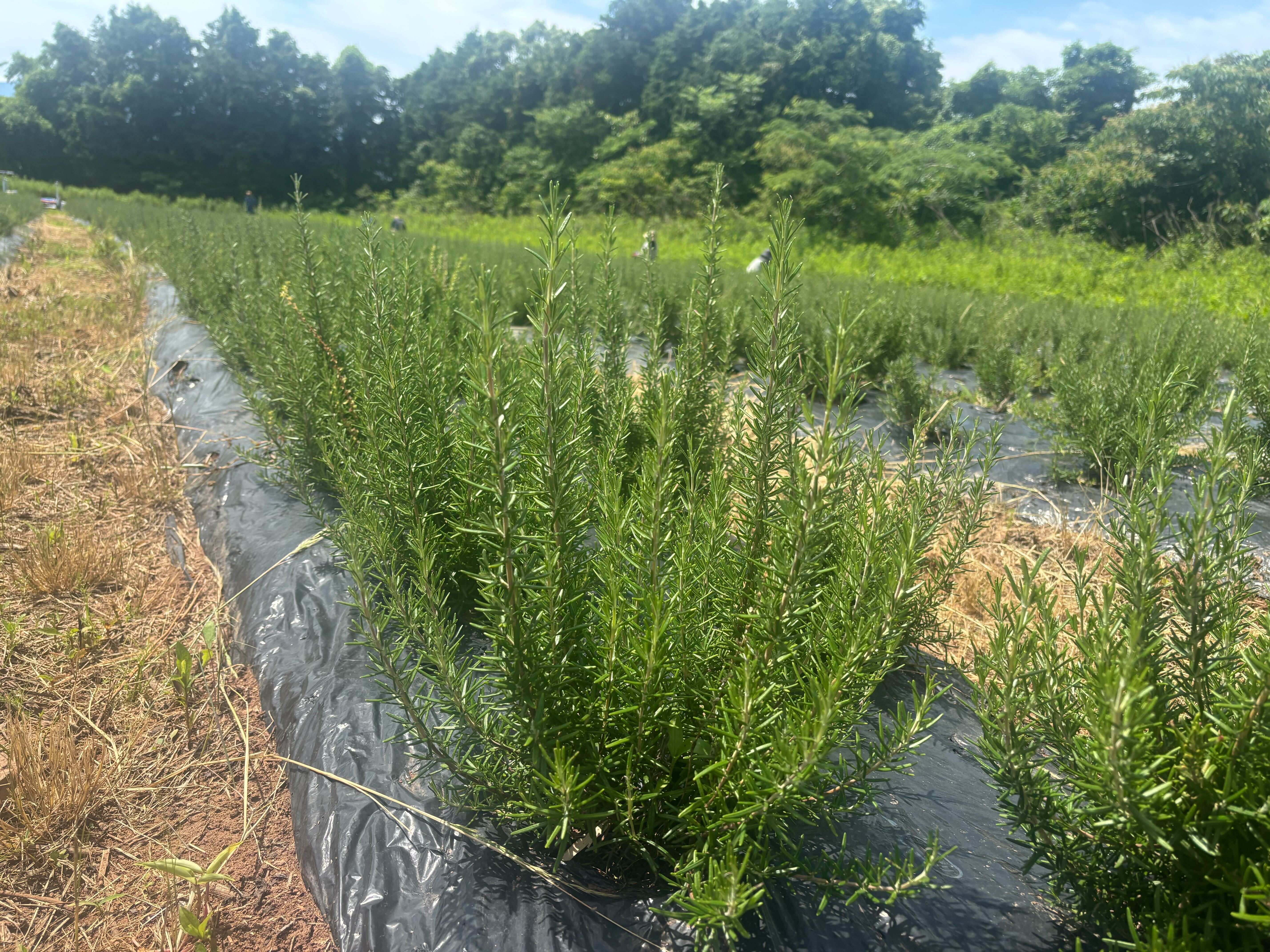 日本版コスメティックバレー？“日本一コスメビジネスがしやすい都市”を目指す佐賀県の挑戦の画像