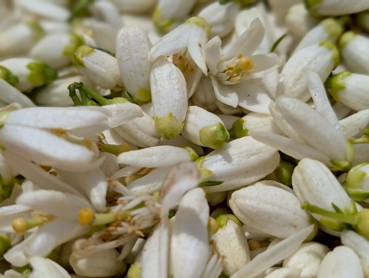 日本版コスメティックバレー？“日本一コスメビジネスがしやすい都市”を目指す佐賀県の挑戦の画像