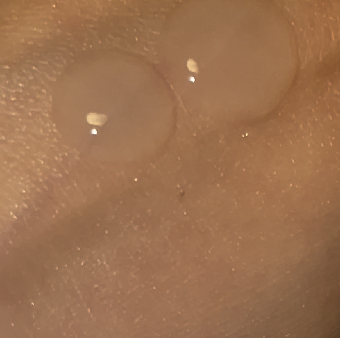 セラバリア　モイスチャーアクティブ　トナー /HOLIKA HOLIKA/化粧水を使ったクチコミ（3枚目）