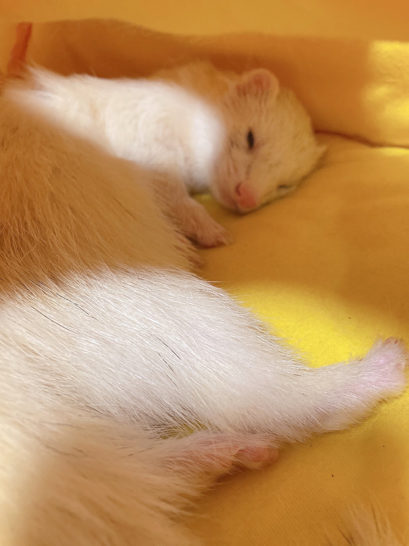 ゆぽぽㄘゃん(フォロバ100) on LIPS 「\2026年もどうぞ宜しくお願い致します!/スキンケアを昨年よ..」(2枚目)