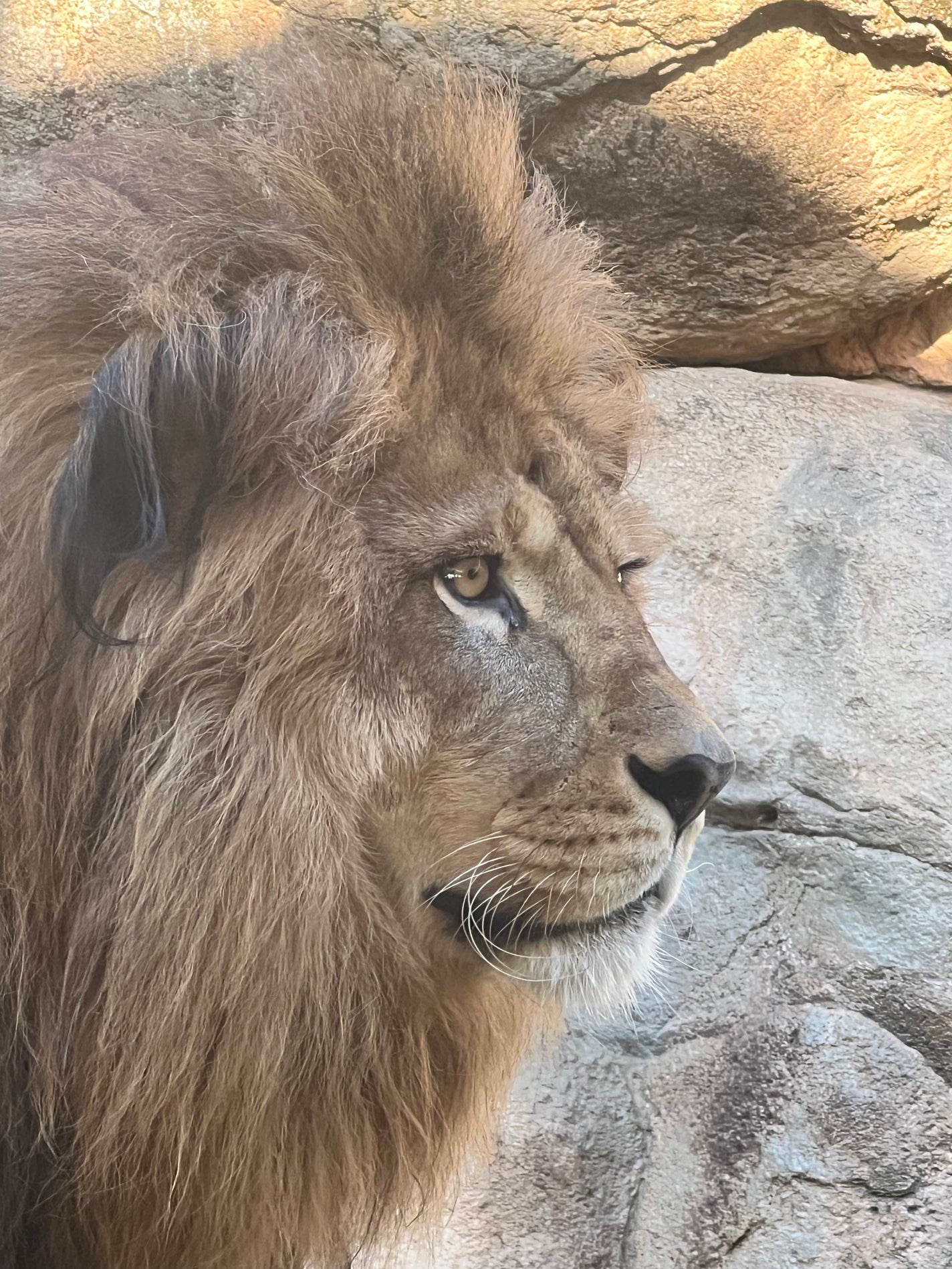 ぱる on LIPS 「ライオンさんまつ毛くりくりで羨ましい🥺..」(3枚目)