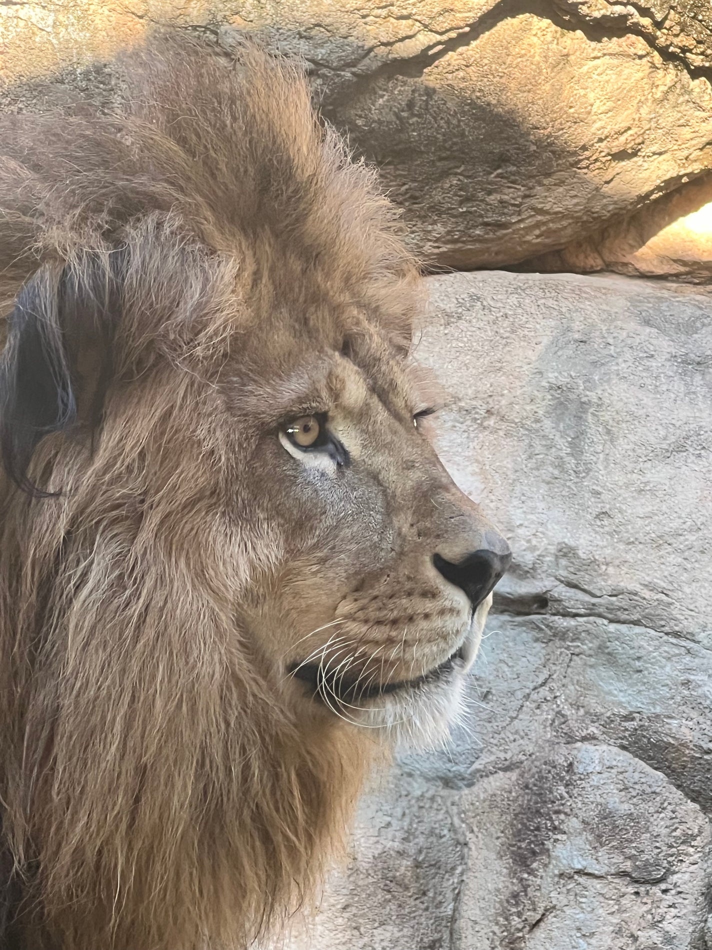 ぱる on LIPS 「ライオンさんまつ毛くりくりで羨ましい🥺..」(2枚目)