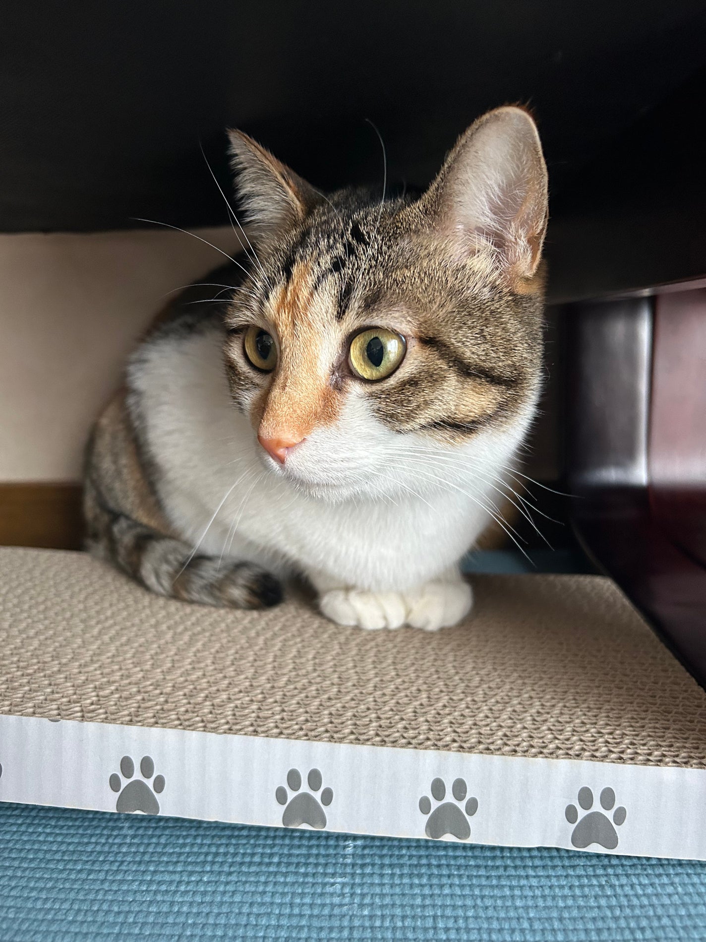 レチノパワー リンクルクリーム /エリクシール/アイケア・アイクリームを使ったクチコミ(4枚目)