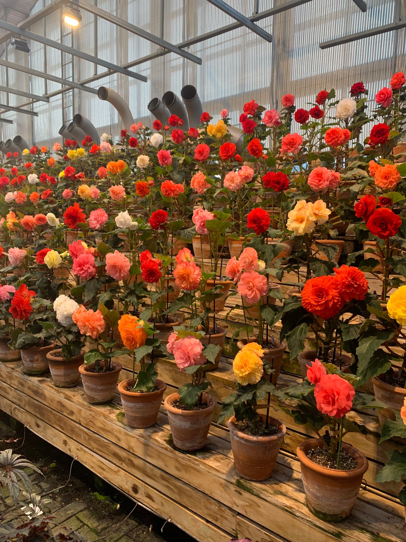 ぽてぃこෆ˚*フォロバ on LIPS 「初めてのなばなの里光のトンネルが有名ですが他にもたくさんあって..」(3枚目)