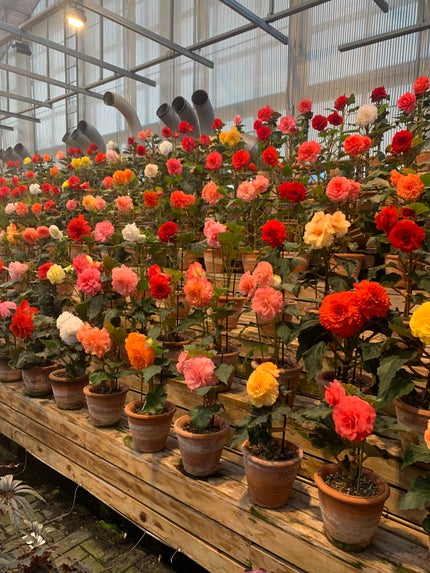 ぽてぃこෆ˚*フォロバ on LIPS 「初めてのなばなの里光のトンネルが有名ですが他にもたくさんあって..」(3枚目)