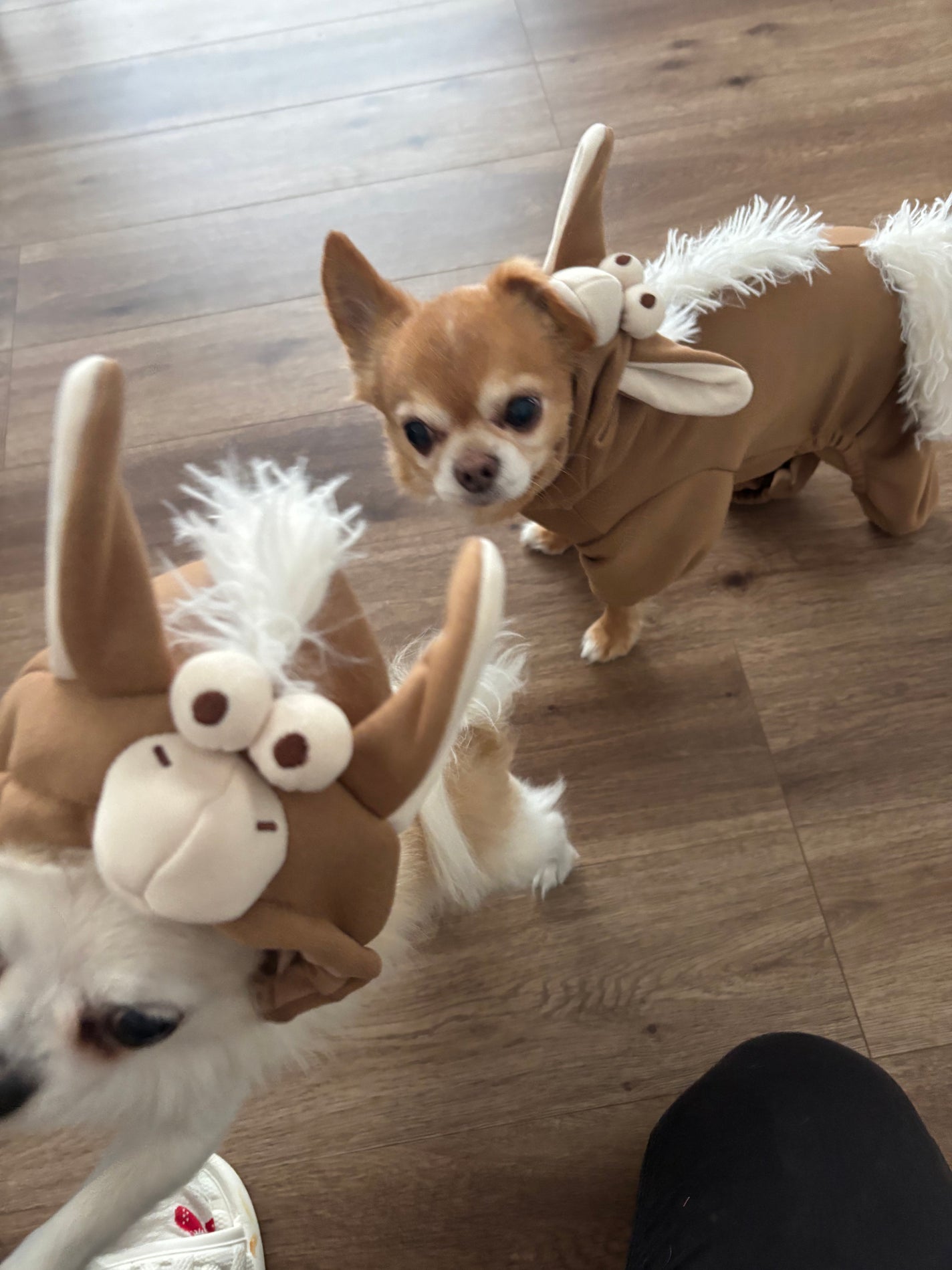 カラフルネイルズ/キャンメイク/マニキュアを使ったクチコミ(6枚目)