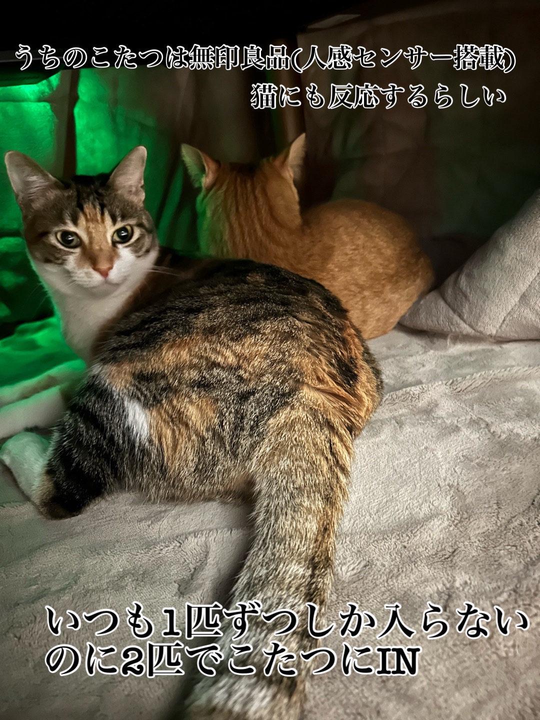 THREE THREE セイクリッドスペース フェイスパウダーのクチコミ「
年末に先行で購入して大成功だった3つ。
どれも年明け全国発売してるので是非チェックして欲しい.....」（3枚目）