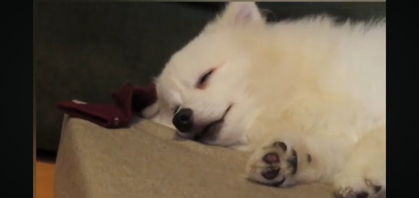 めるを。☘️ on LIPS 「私の犬です!可愛いでしょ!ポメラニアンのアルトって言います!こ..」(1枚目)