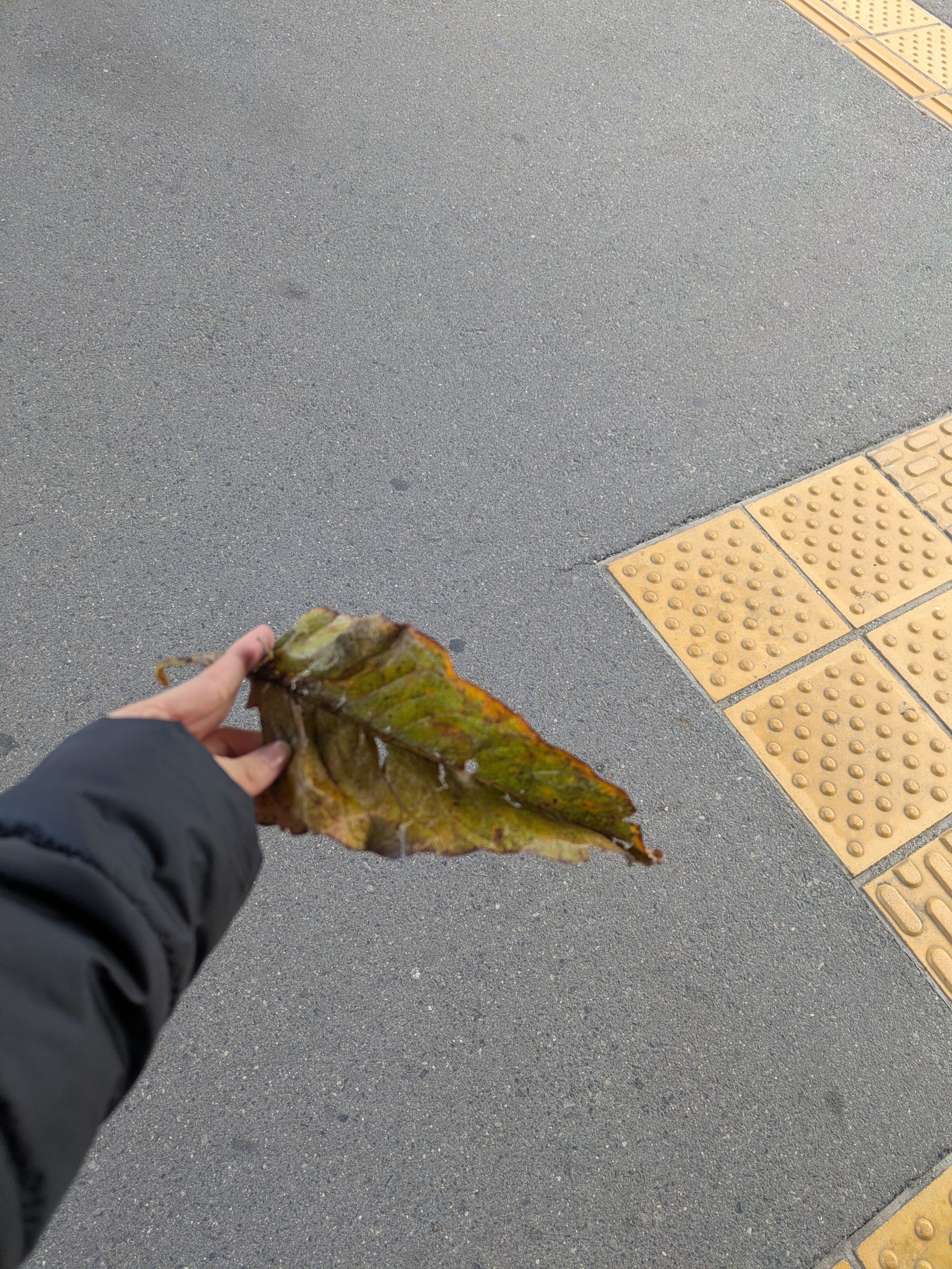 すっぴんクリーム ホワイトニング 30g/クラブ/化粧下地を使ったクチコミ（1枚目）