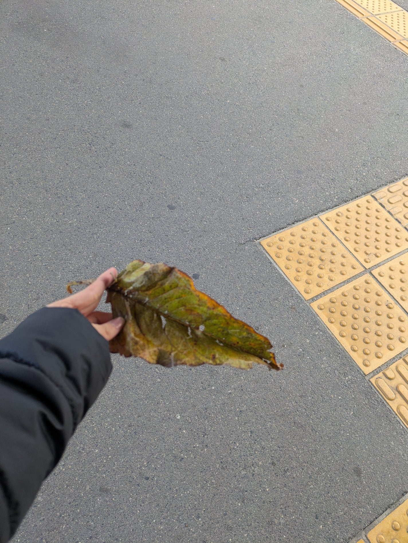 スキンアクア トーンアップUVエッセンス/スキンアクア/日焼け止めクリームを使ったクチコミ(1枚目)