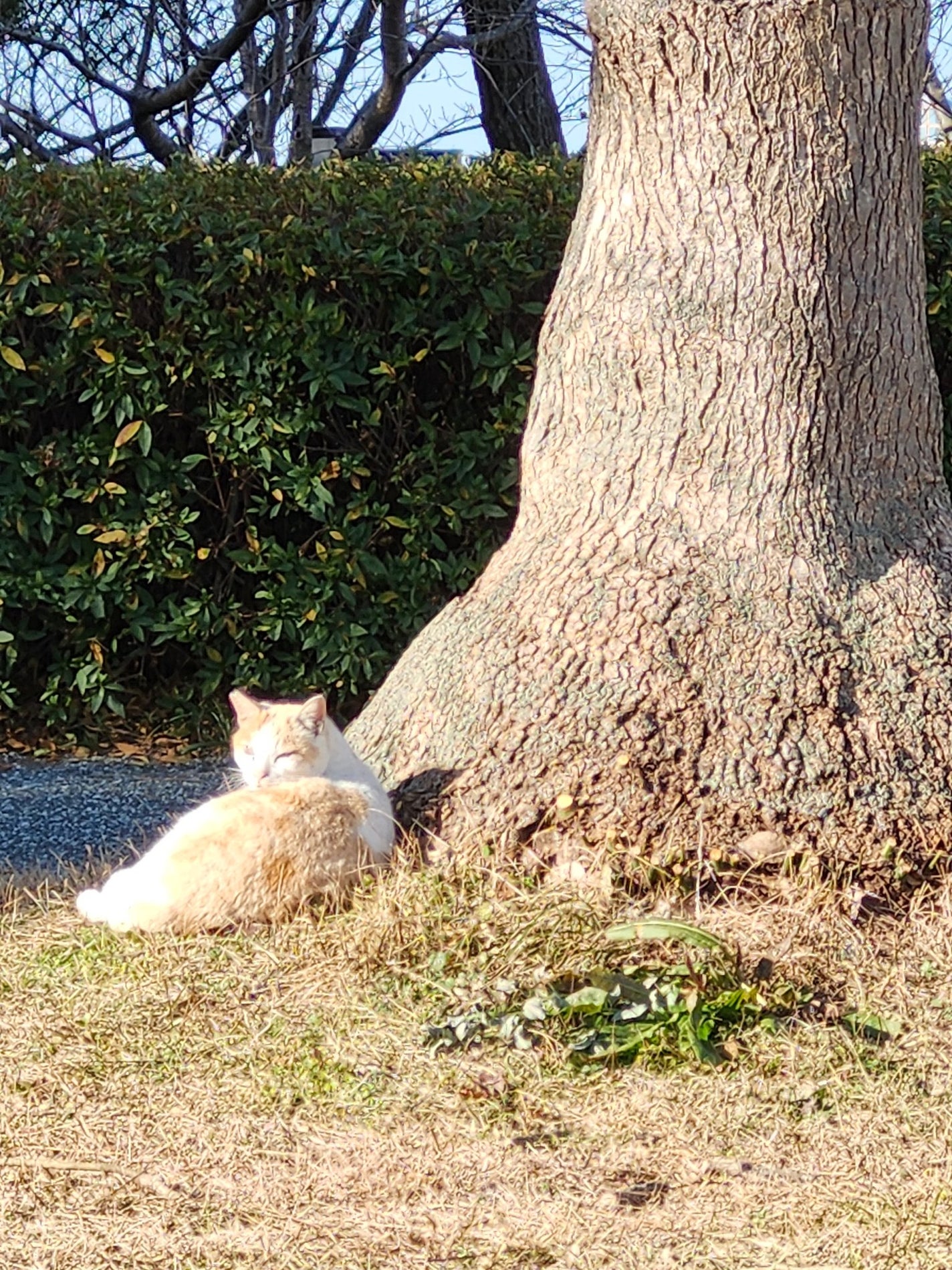Victoria on LIPS 「🌿🌿平日朝散歩継続中🌿🌿朝、出勤前に10分でも散歩するようにし..」(2枚目)