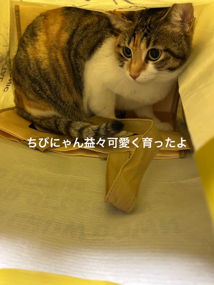 ディープリペア カスタムヘアオイル エクストラモイスト/ハニーク/ヘアオイルを使ったクチコミ(2枚目)