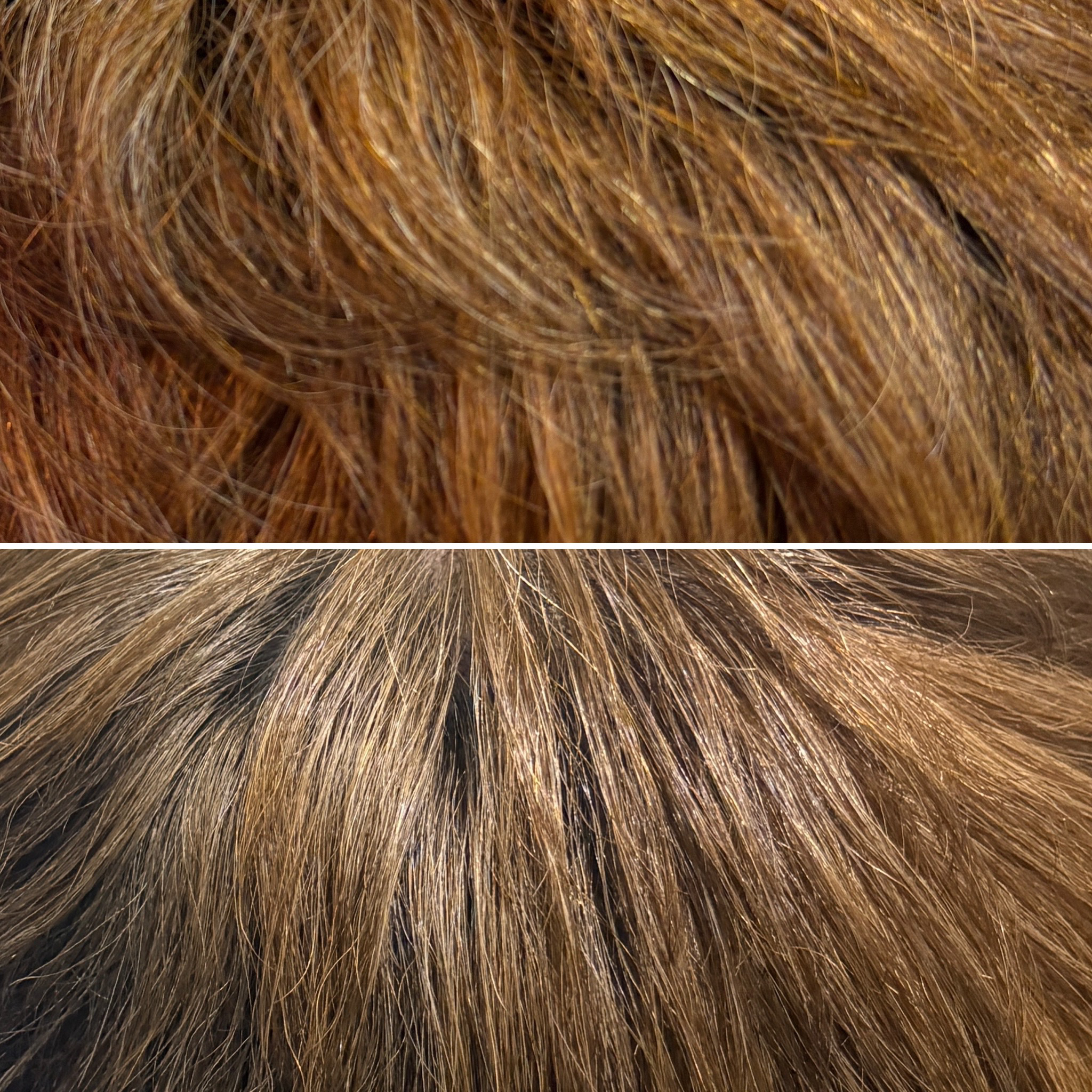 Tottimo! カラーシャンプー シルバー/アイケイ/市販シャンプーを使ったクチコミ（3枚目）