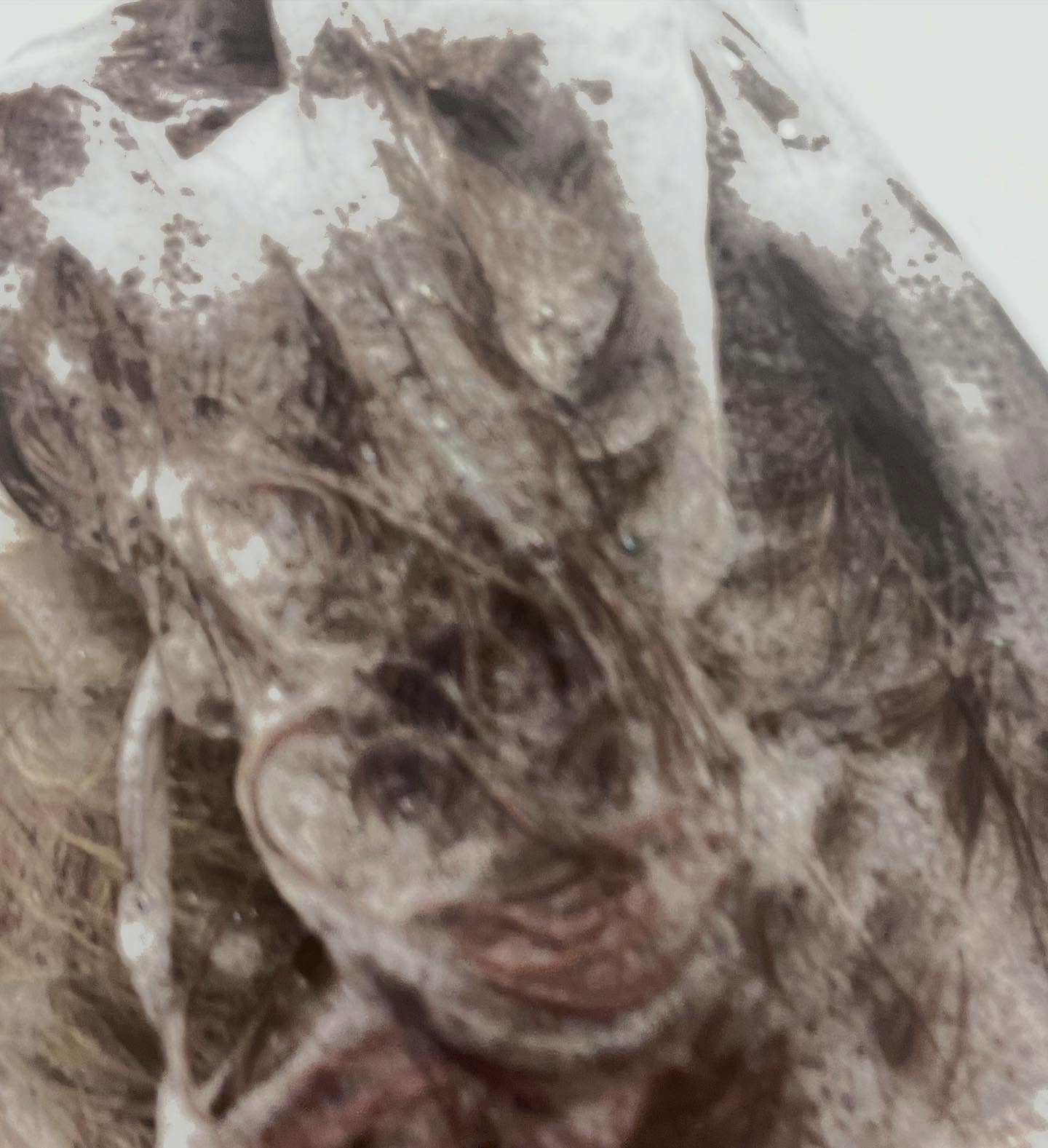 hiritu バランスリペア シャンプー/ヘアトリートメント スムースのクチコミ「hiritu スムースシャンプー・トリートメント 
提供していただきました
⁡
早速使わせてい.....」（3枚目）