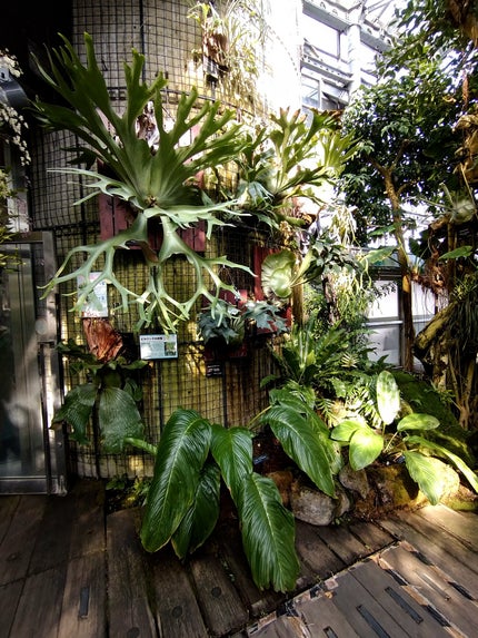 mimo on LIPS 「■咲くやこの花館へ🤗ずーっと前ですが大阪で「花と緑の万博」が開..」(3枚目)