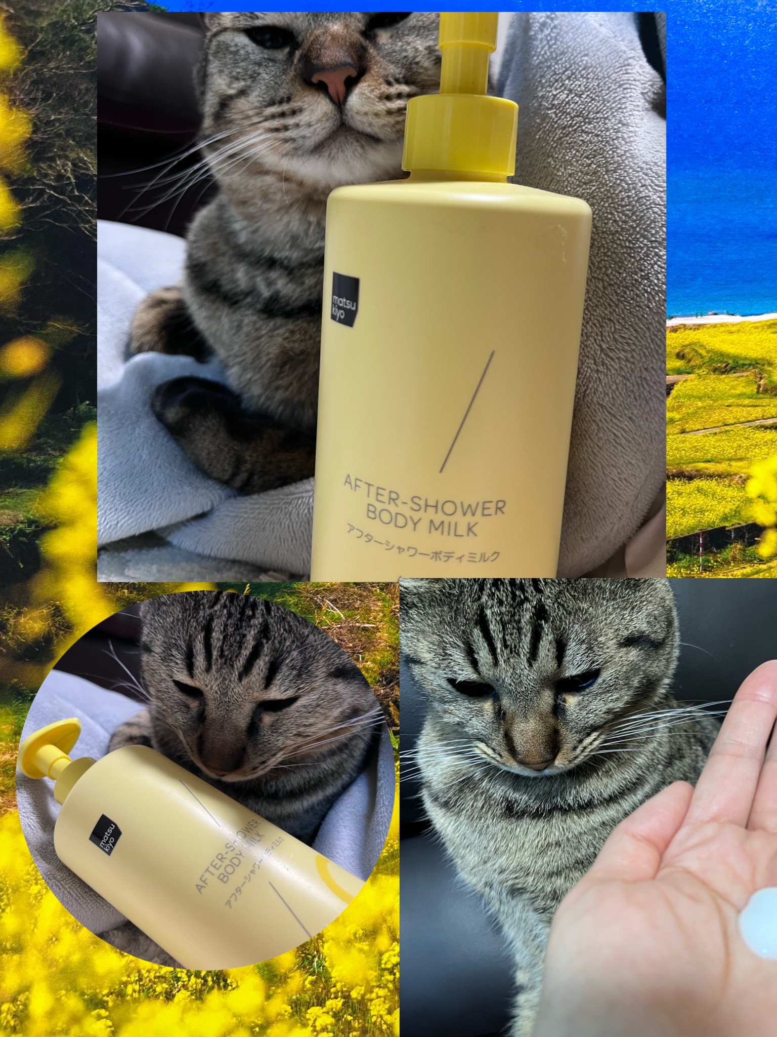 matsukiyo アフターシャワーボディミルク/matsukiyo/ボディミルクを使ったクチコミ（1枚目）