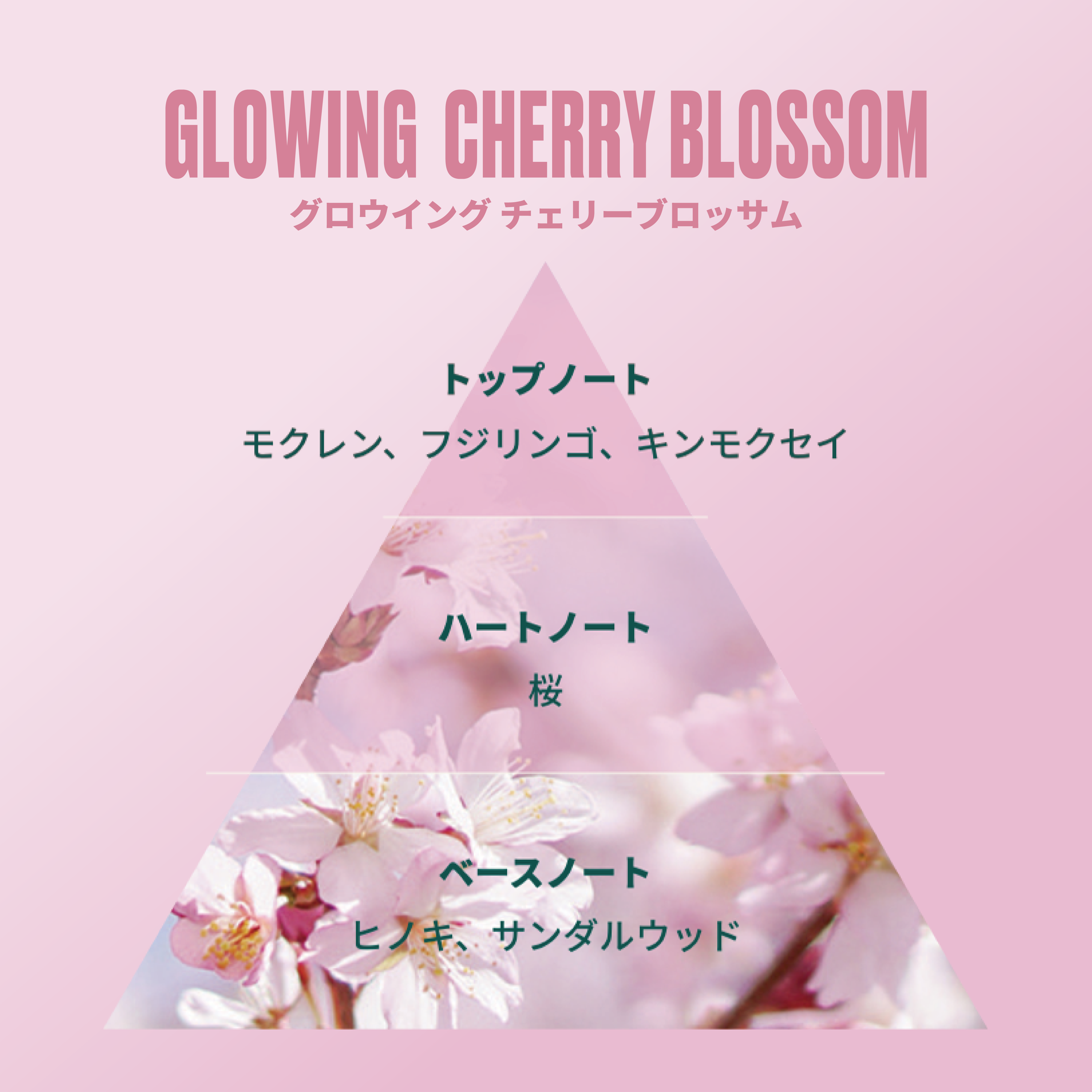 グロウイング チェリーブロッサム ボディクリーム/THE BODY SHOP/ボディクリームを使ったクチコミ（2枚目）