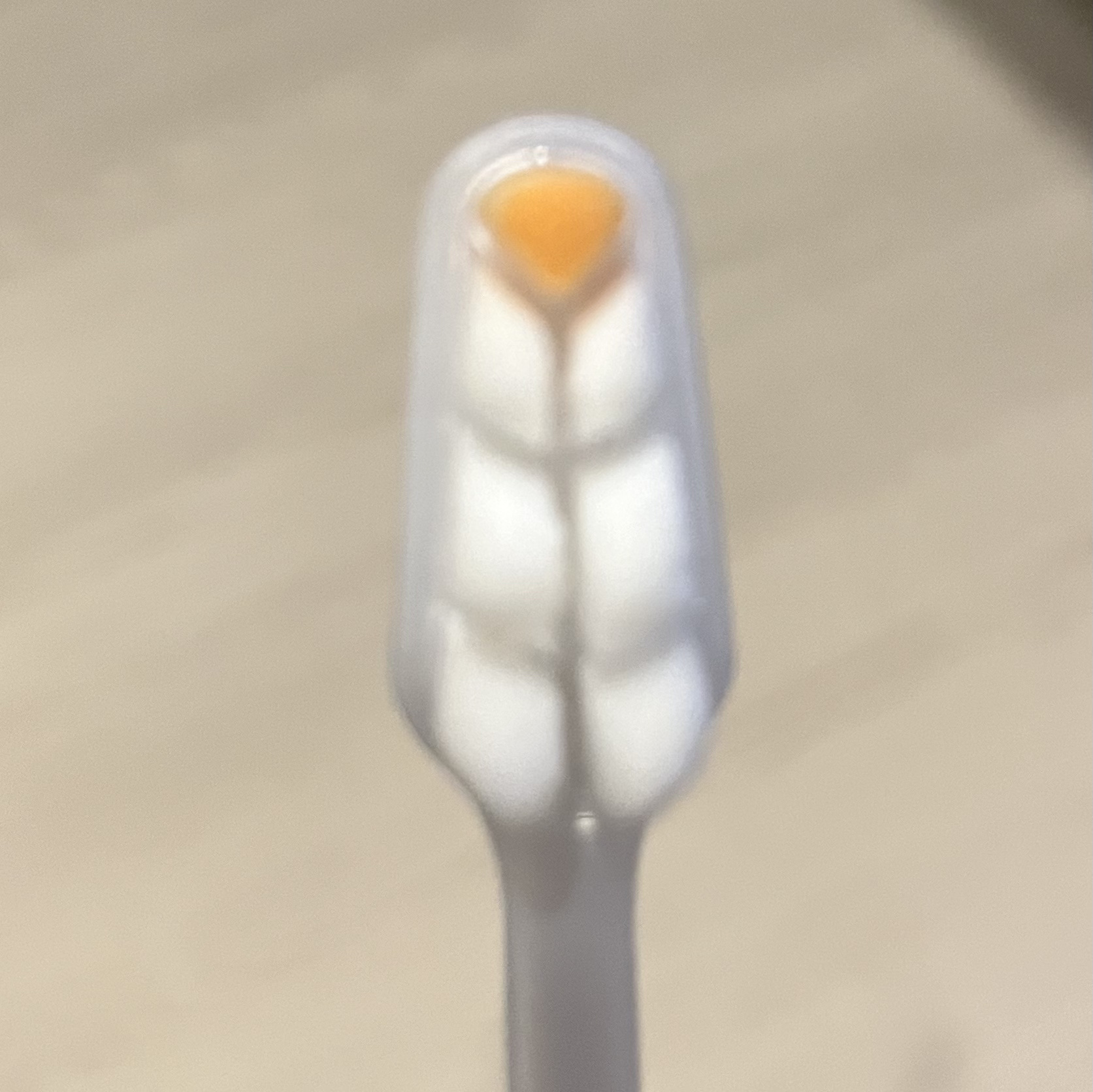 aquaOra アクアオーラ プラチナ 歯ブラシ 約10倍の毛量のクチコミ「一般的な歯ブラシの10倍の毛量で裏側が舌ブラシにもなる歯ブラシ

使い心地はなんとも言えない初.....」（2枚目）