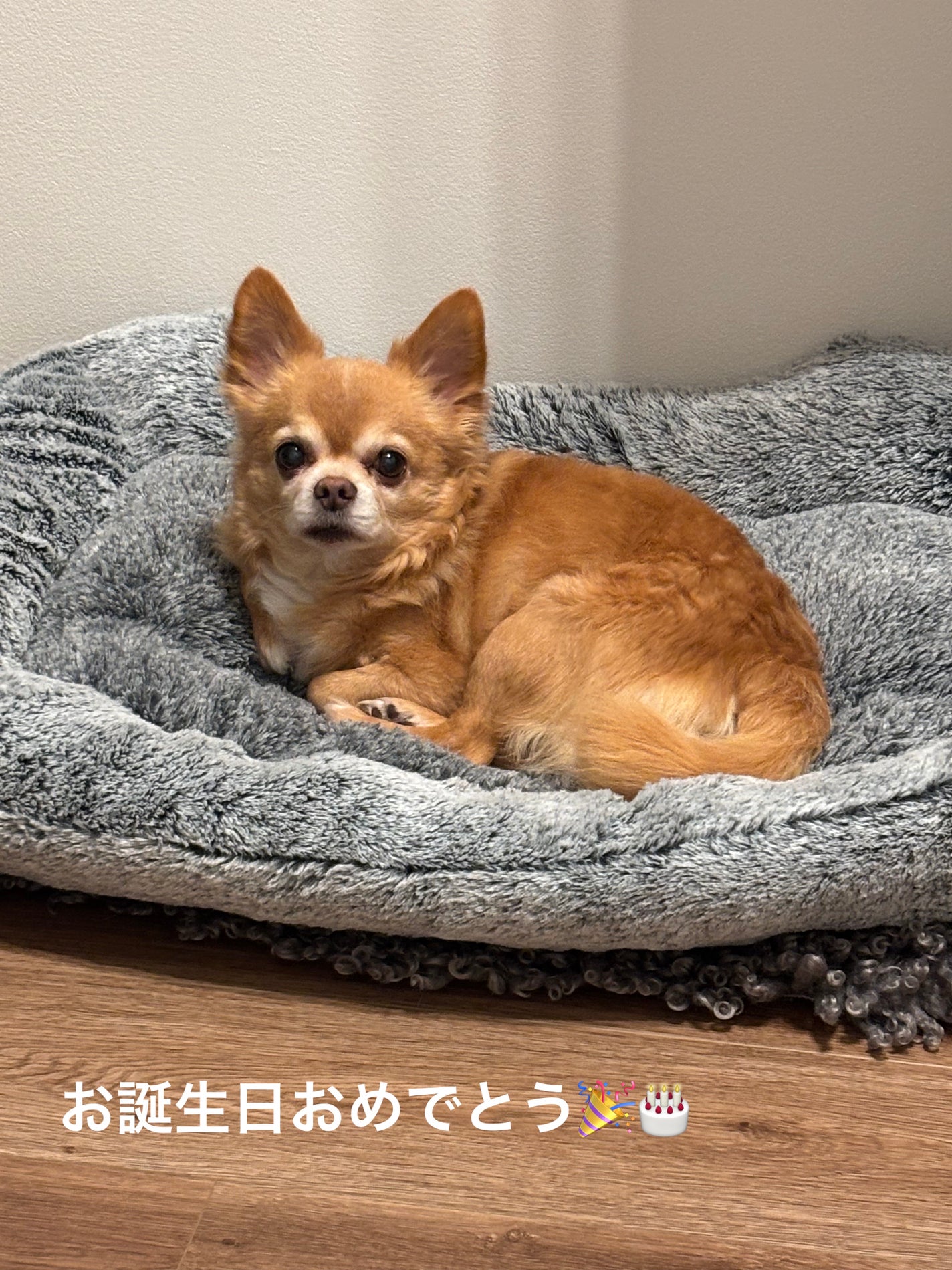 ぷぅぴぃ《紫コス部💜💗》 on LIPS 「2026年1月25日は、私の愛犬♡♡ぷぅまくんの13歳🎉♥︎..」(10枚目)