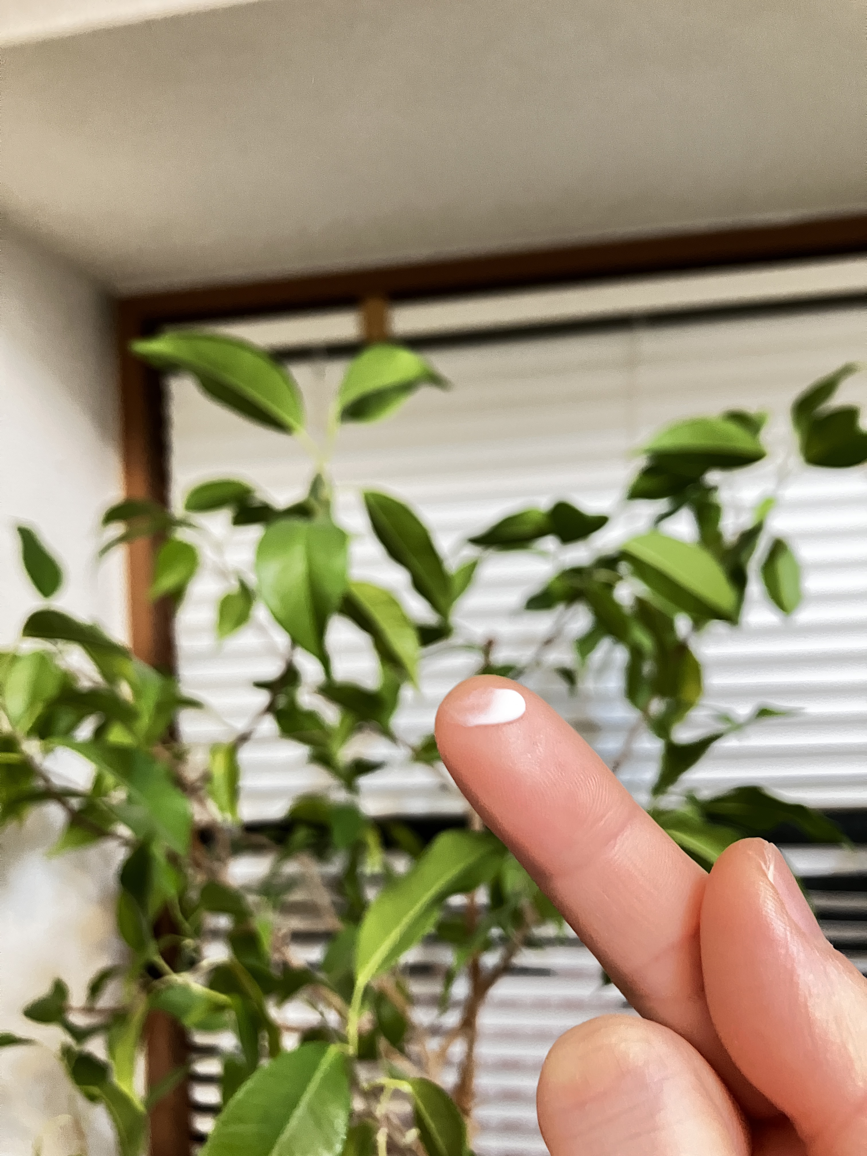 鎮痒消炎剤 非ステロイド系 プロナクリームＬ/matsukiyo/その他を使ったクチコミ（3枚目）