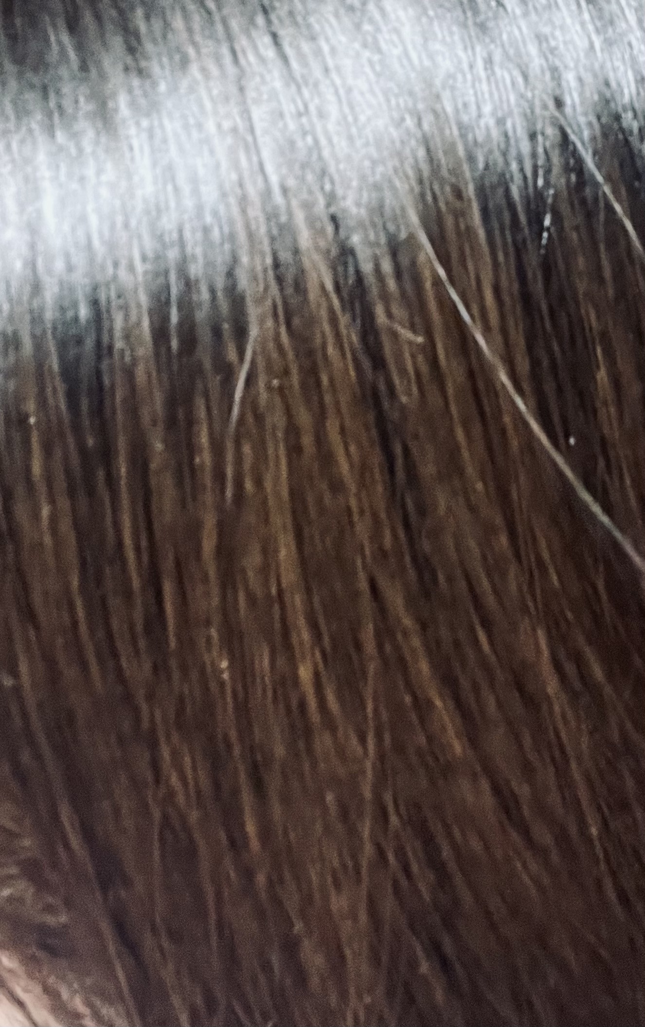 ブナ材ヘアブラシ/無印良品/スカルプブラシを使ったクチコミ（3枚目）