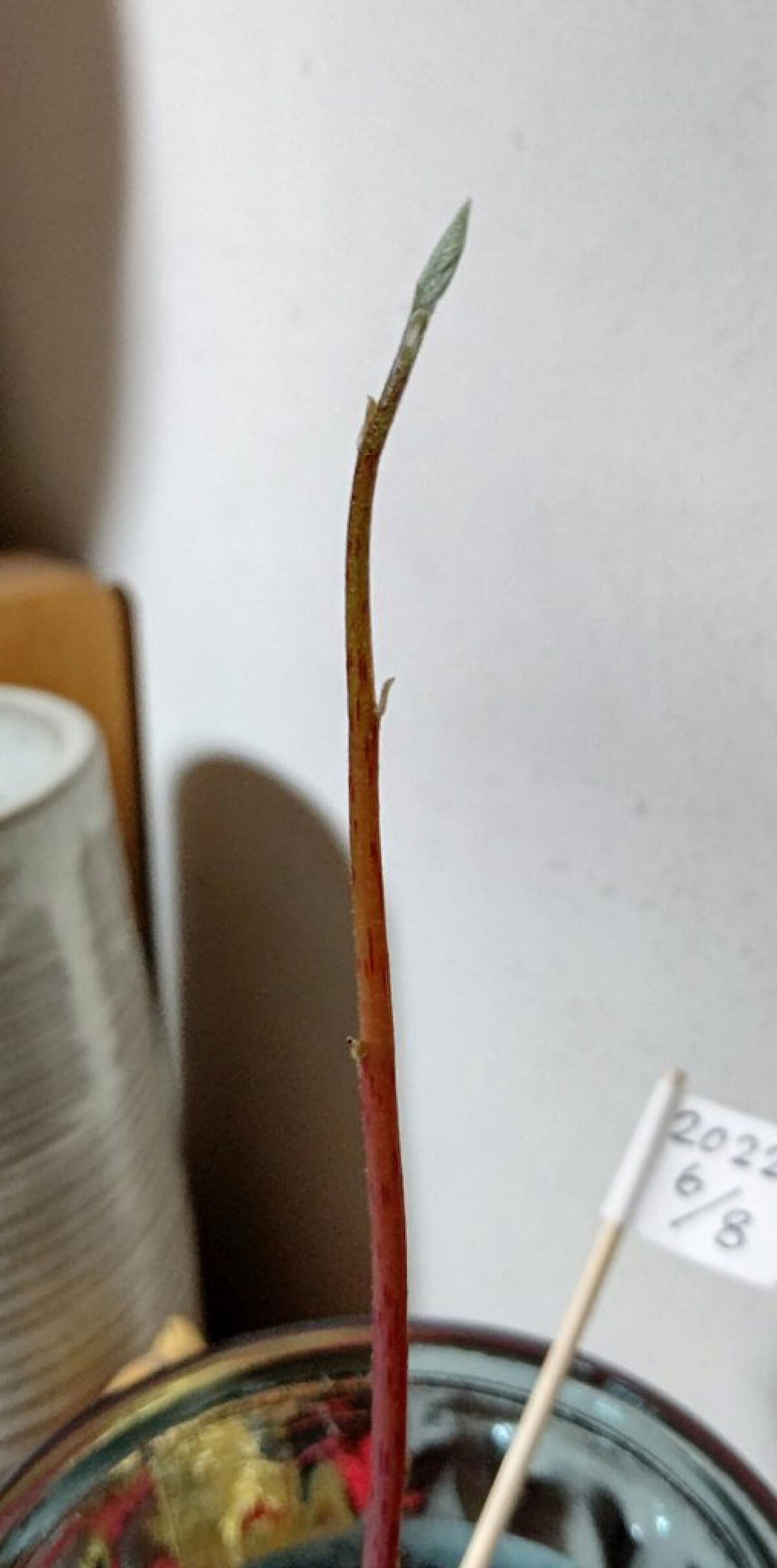 ガラス花瓶/DAISO/その他を使ったクチコミ(2枚目)