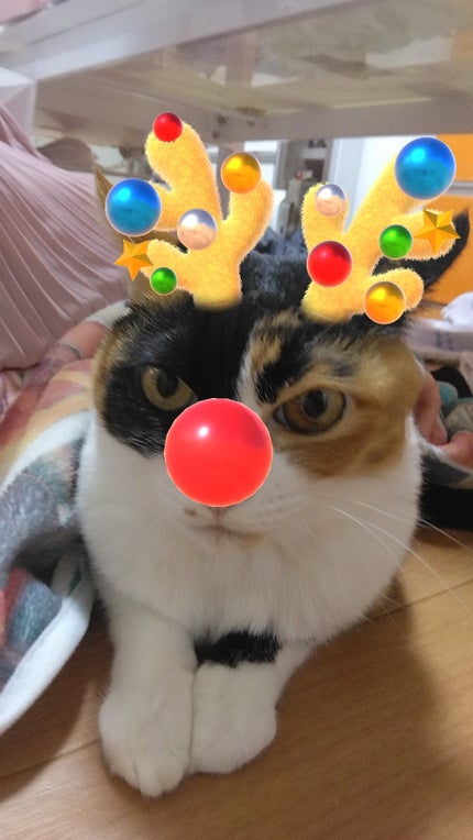 はな on LIPS 「うちの犬猫..」(7枚目)