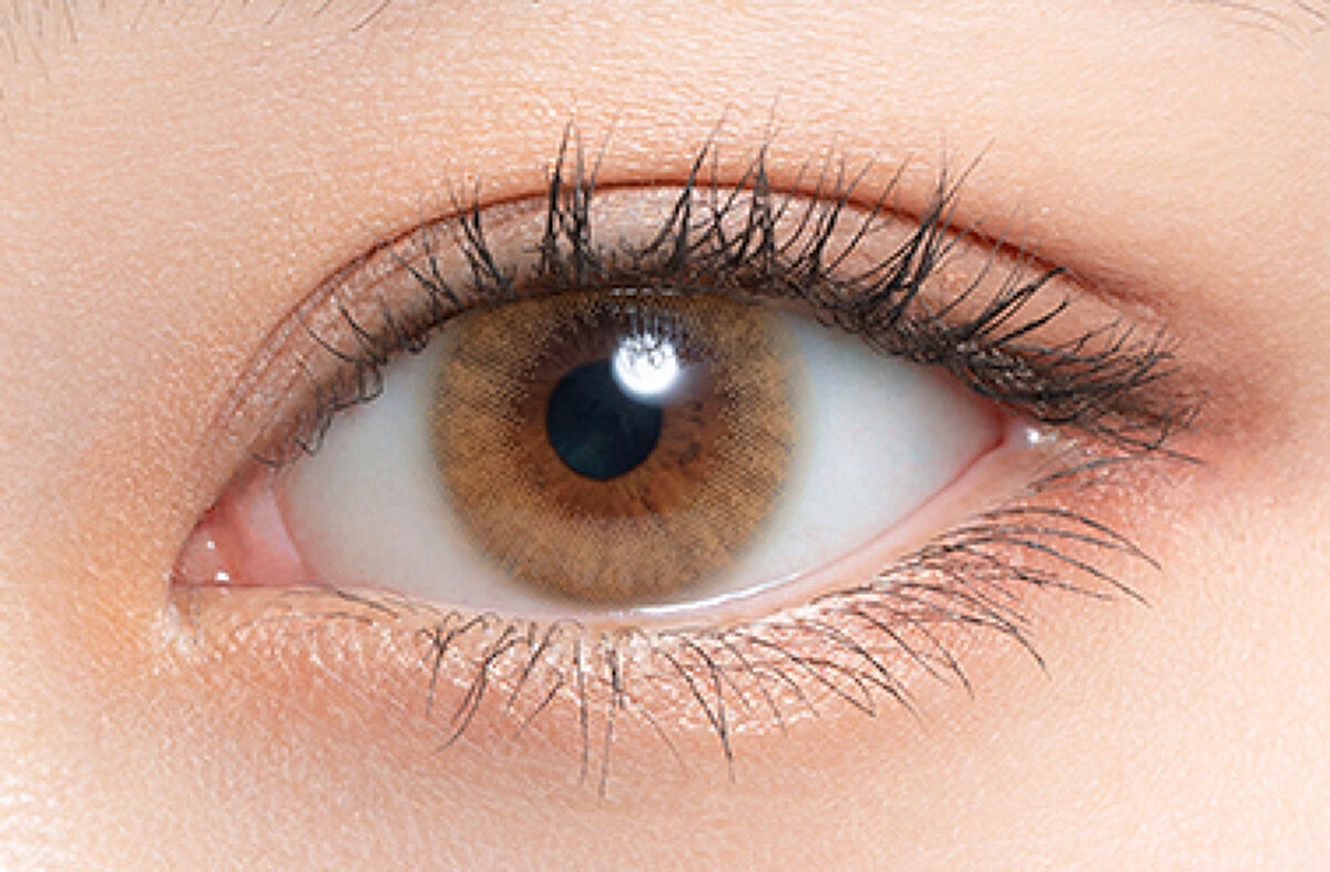 HARNE 1day メープル