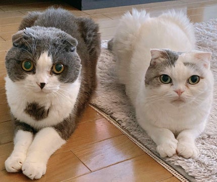 あの猫(こ)とおそろい!? プニプニ肉球の香りハンドクリーム グレイ/フェリシモ猫部/ハンドクリームを使ったクチコミ(3枚目)