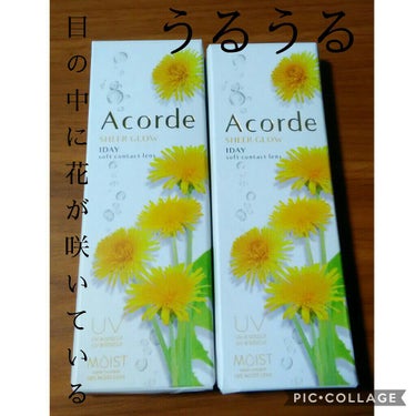 Acorde（アコルデ）/Acorde/カラーコンタクトレンズを使ったクチコミ（1枚目）