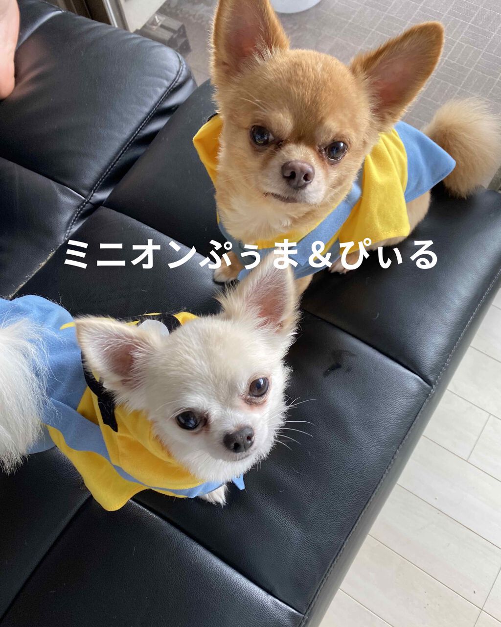 エレガンス ラ プードル オートニュアンス リクスィーズ/Elégance/プレストパウダーを使ったクチコミ(9枚目)