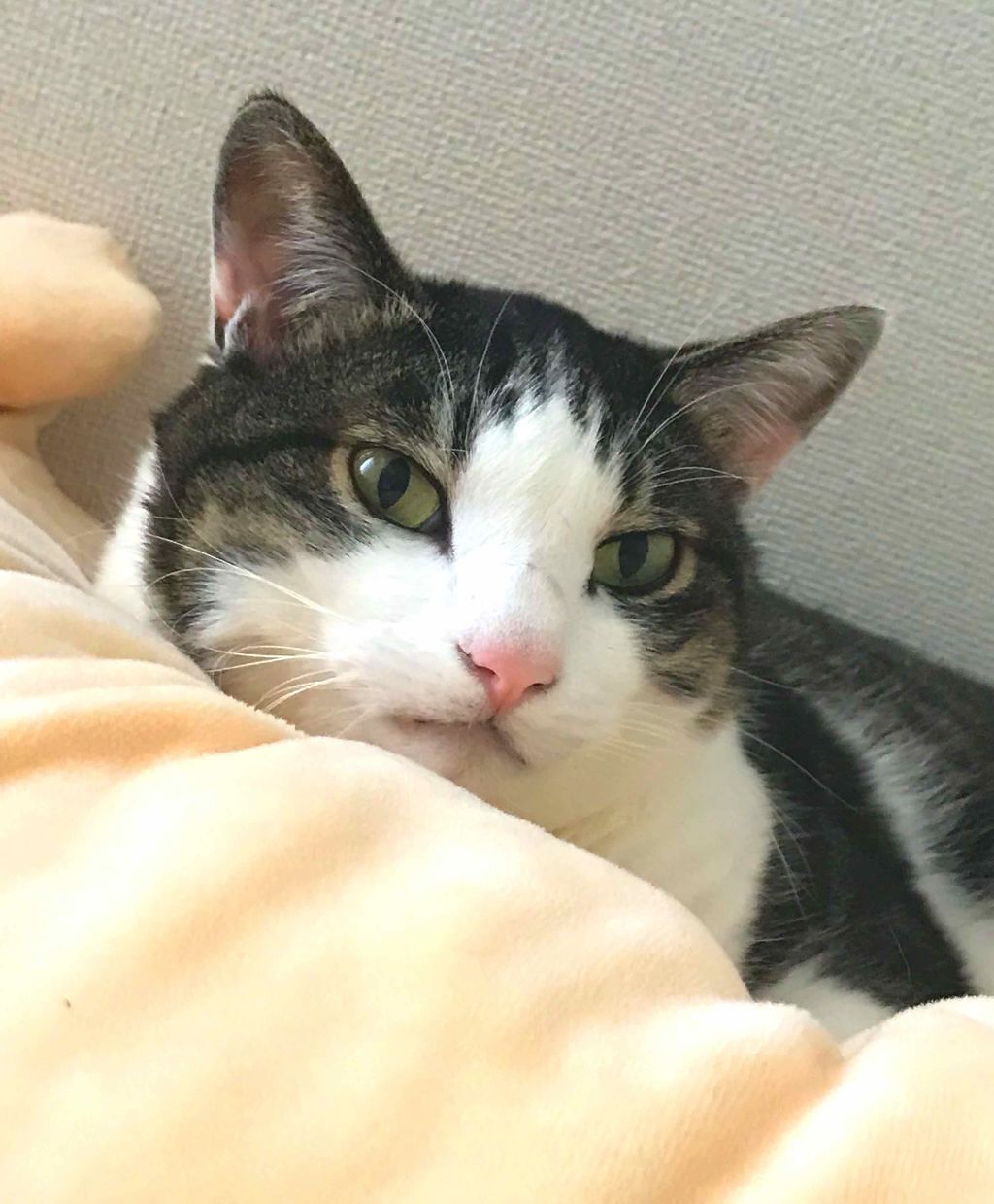 最近LIPS以外の気軽な投稿に使えれば…
と思ってTwitterにてコスメアカウントを作りました( ´-` ).｡oO

元々はメイクブランドをフォローするためのサブアカウントだったのですが、これを機にコスメアカウントとしてたくさん呟こうと