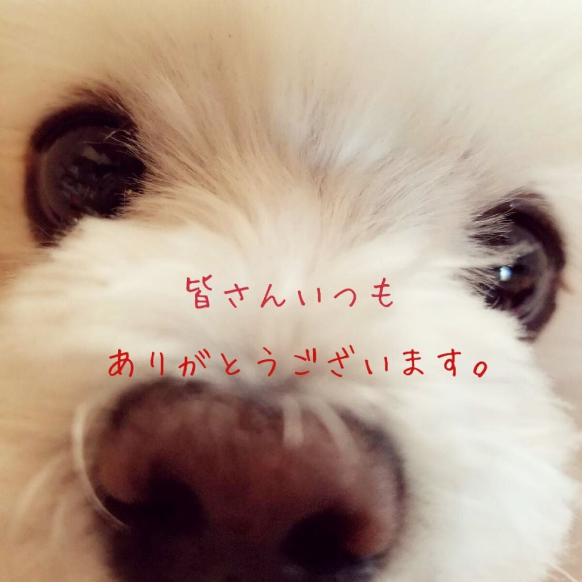 ヘアマスカラ/ブローネ/ヘアカラーを使ったクチコミ(3枚目)