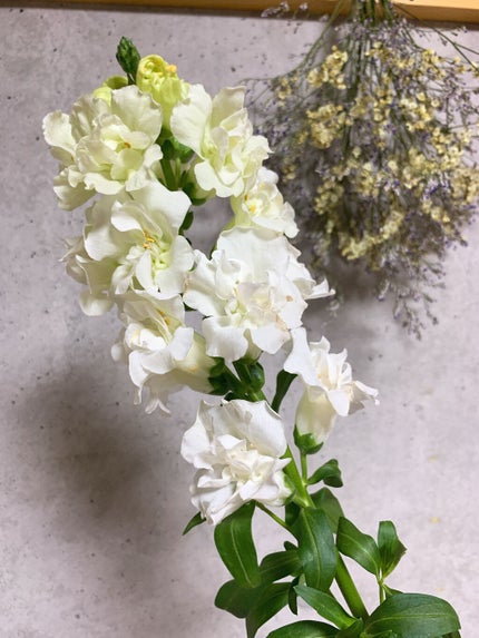 Misað¶ on LIPS ãä»é±ã®ãè±ðŒåŸãã¯åããŠäœã£ããã©ã€ãã©ã¯ãŒã¡ãããèã£ã±ã®ã..ãïŒ1æç®ïŒ