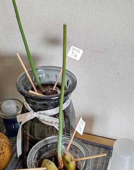 ガラス花瓶/DAISO/その他を使ったクチコミ(1枚目)